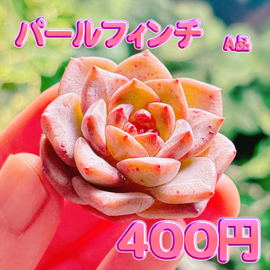 パールフィンチ　A品　カット苗