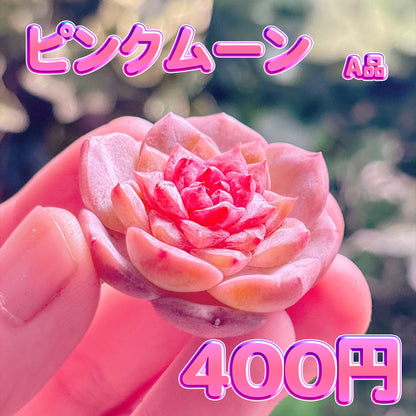 ピンクムーン　A品　カット苗