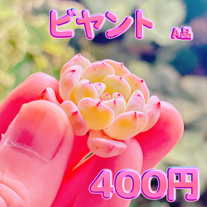 ビヤント　A品　カット苗