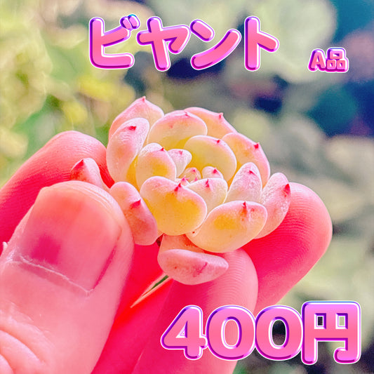 ビヤント　A品　カット苗