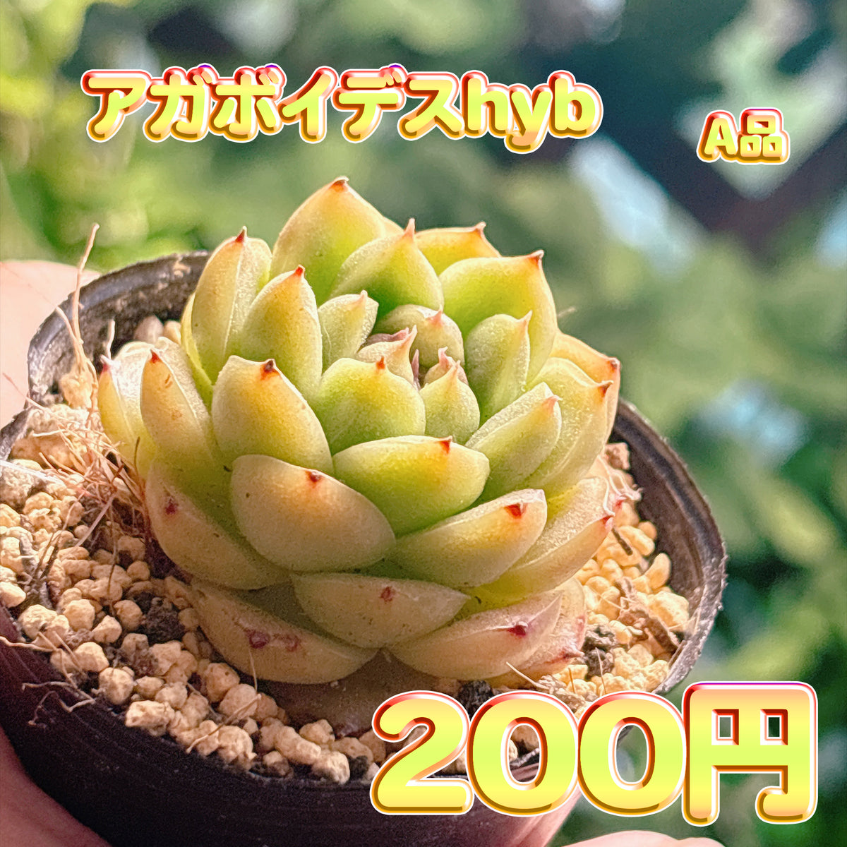 アガボイデスhyb　A品　根付き苗