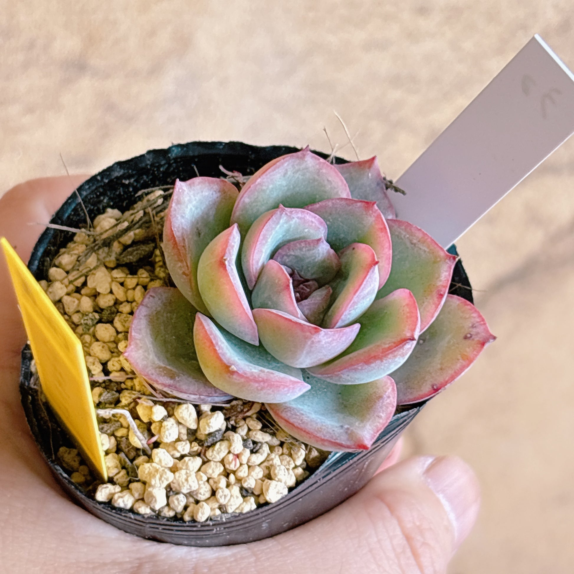 多肉植物