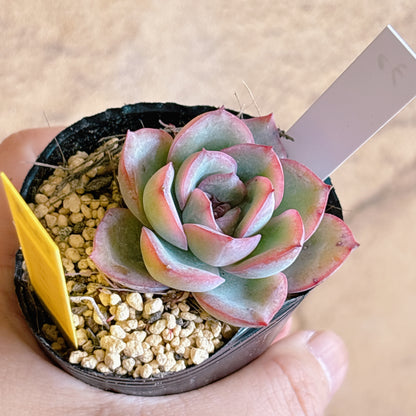 多肉植物