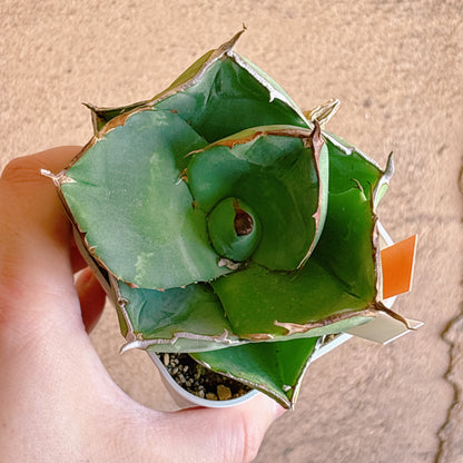 多肉植物