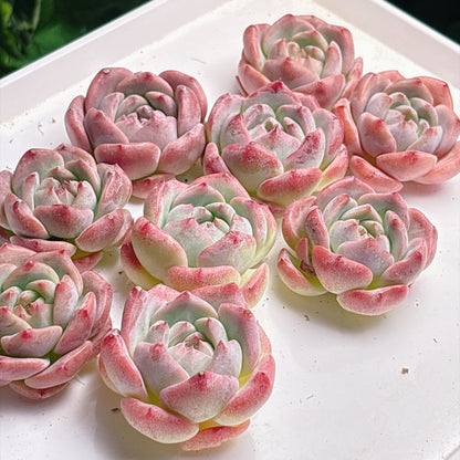 多肉植物