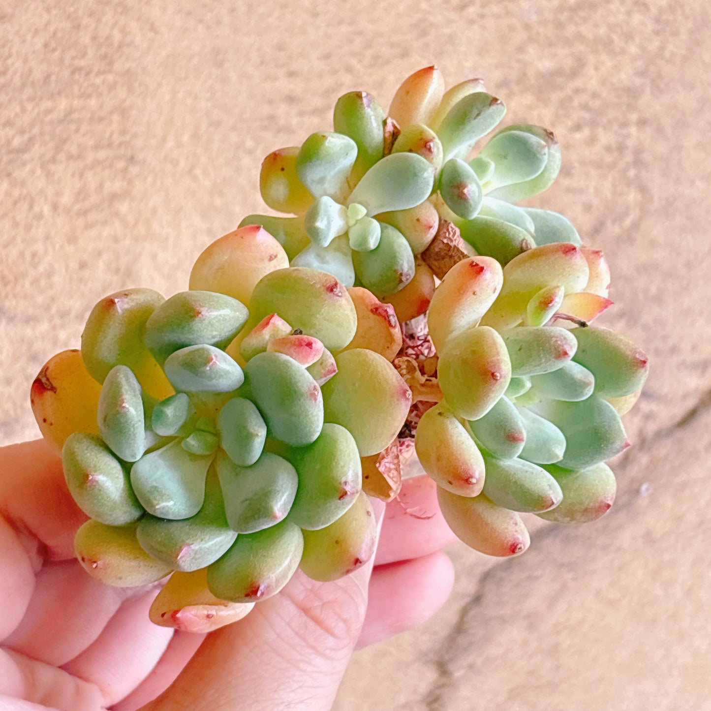 多肉植物