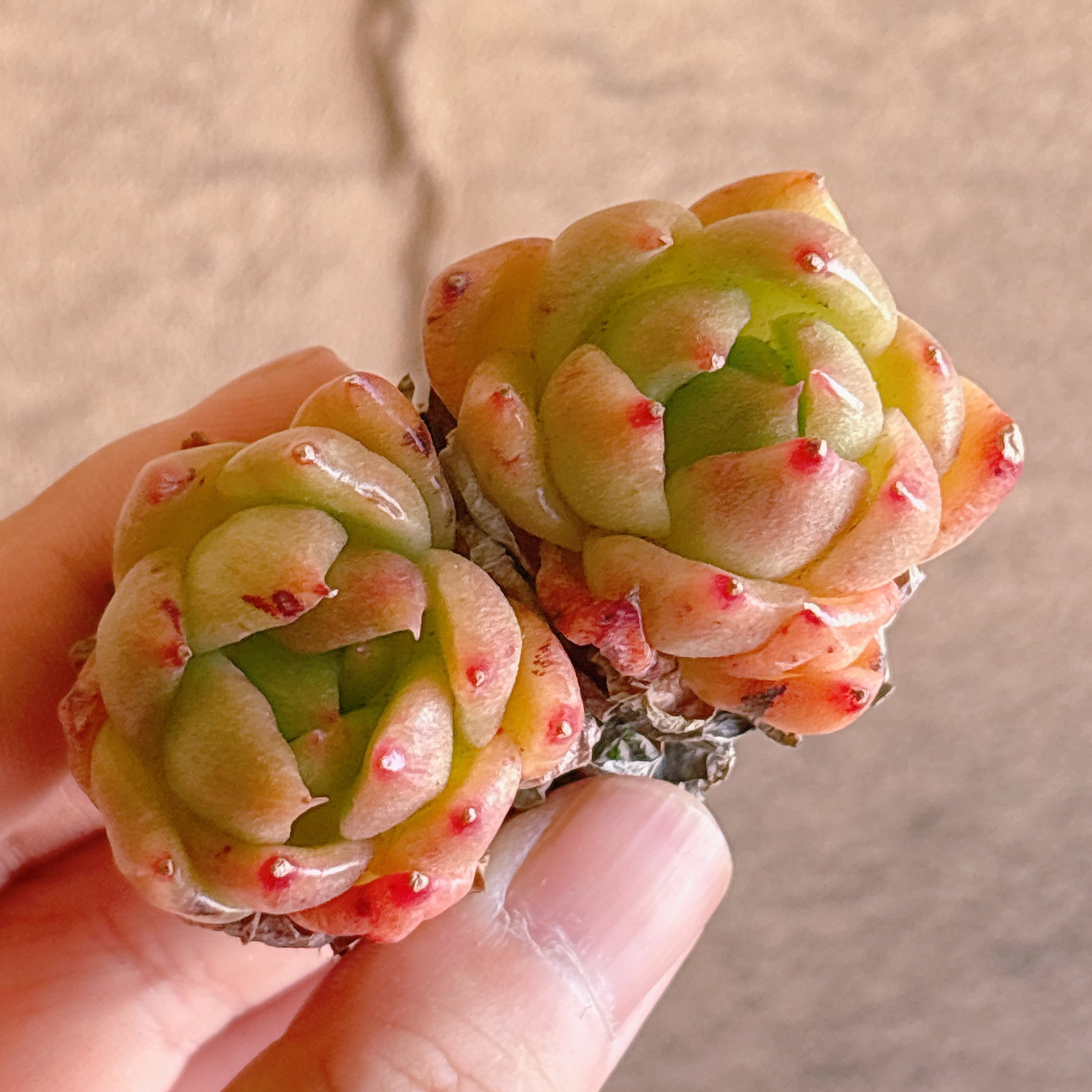多肉植物