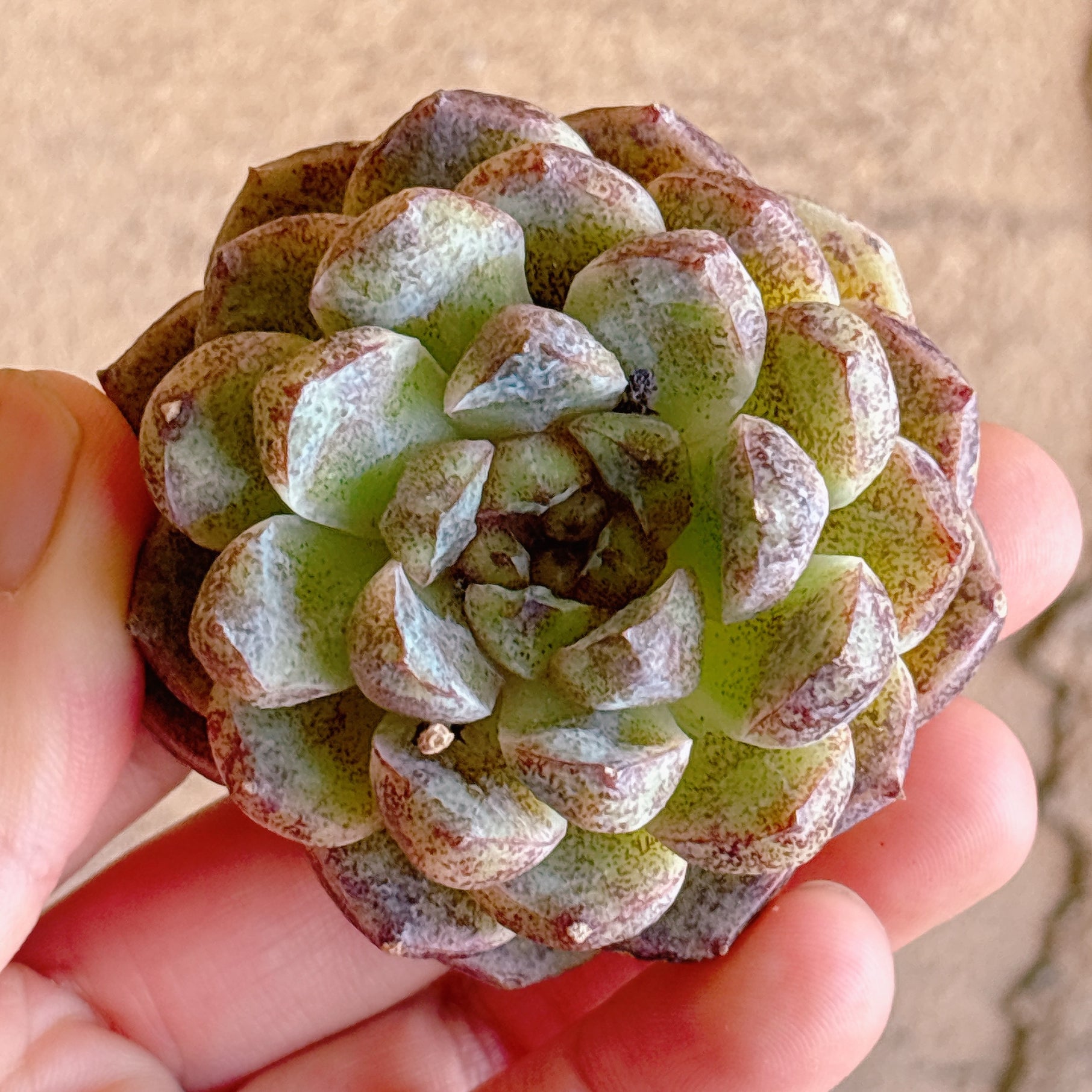多肉植物の販売・通販サイト | Bull Succulent(ブルサキュレント)