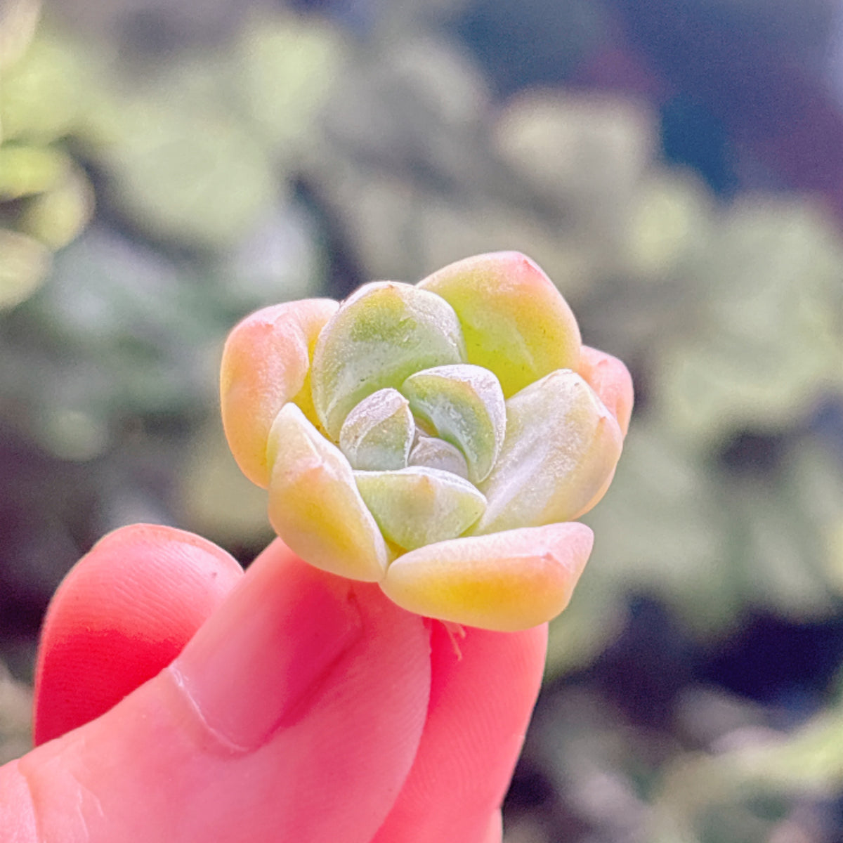 多肉植物