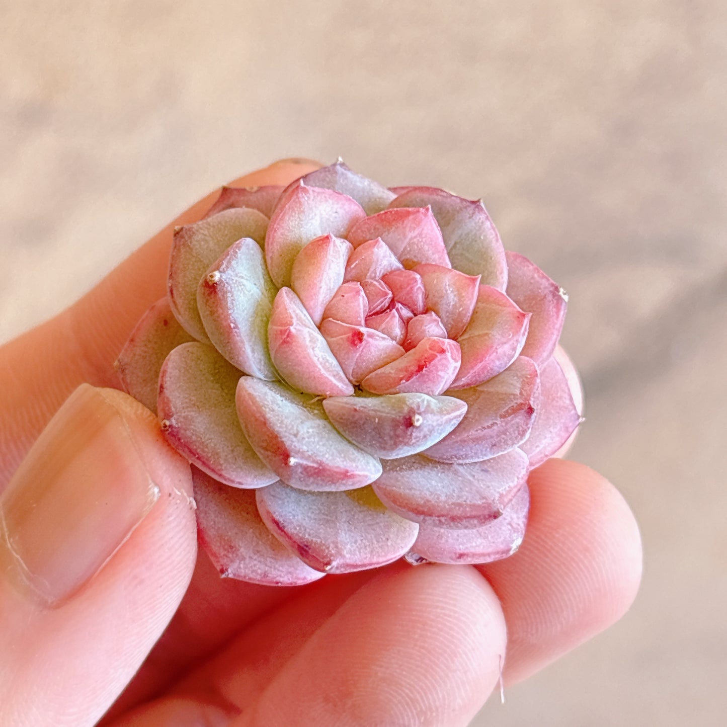 多肉植物