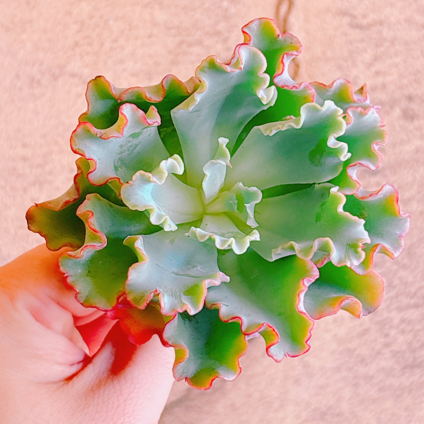 多肉植物