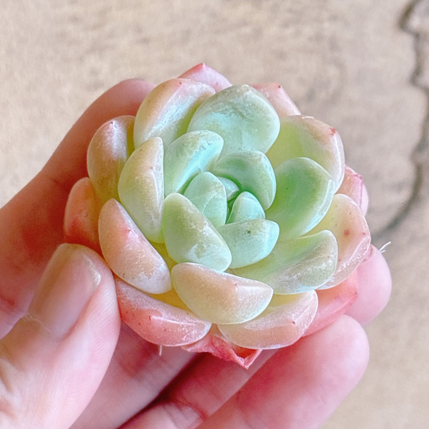 多肉植物