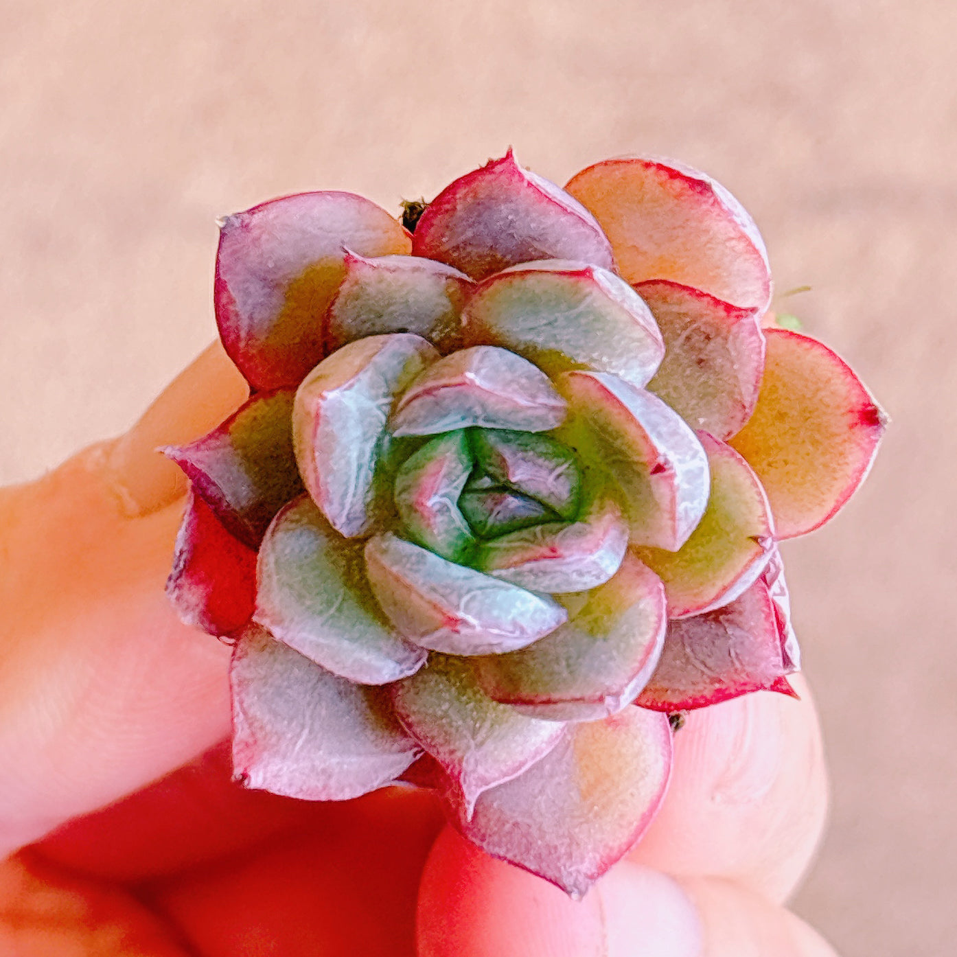 多肉植物