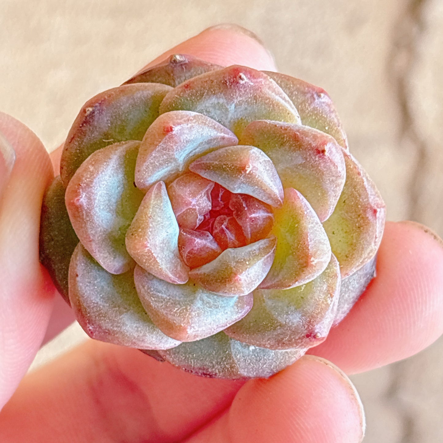 多肉植物