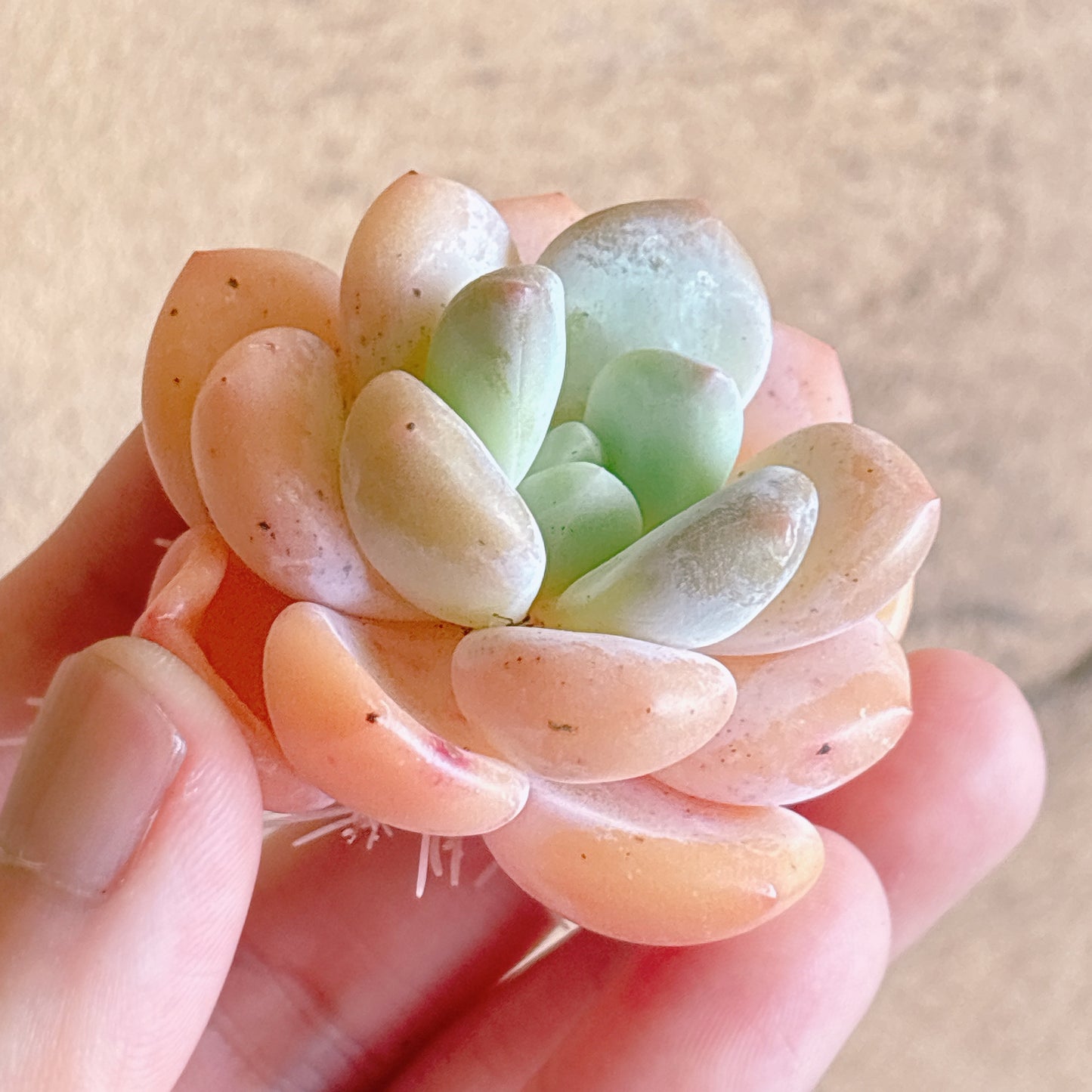 多肉植物
