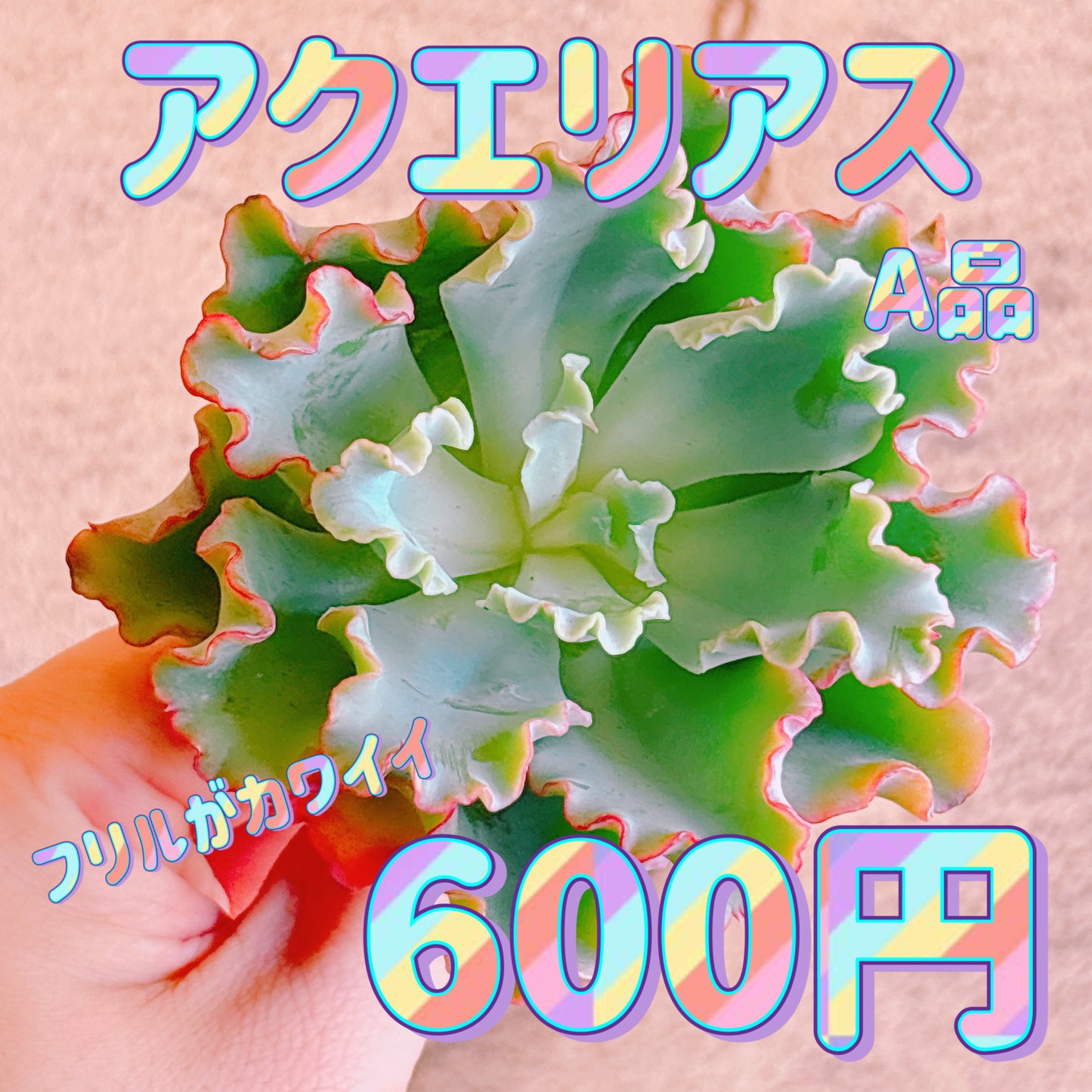 アクエリアス　A品　カット苗