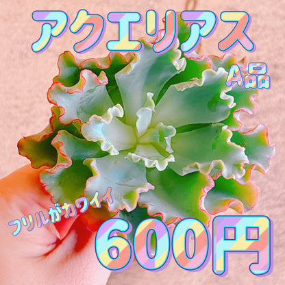 アクエリアス　A品　カット苗