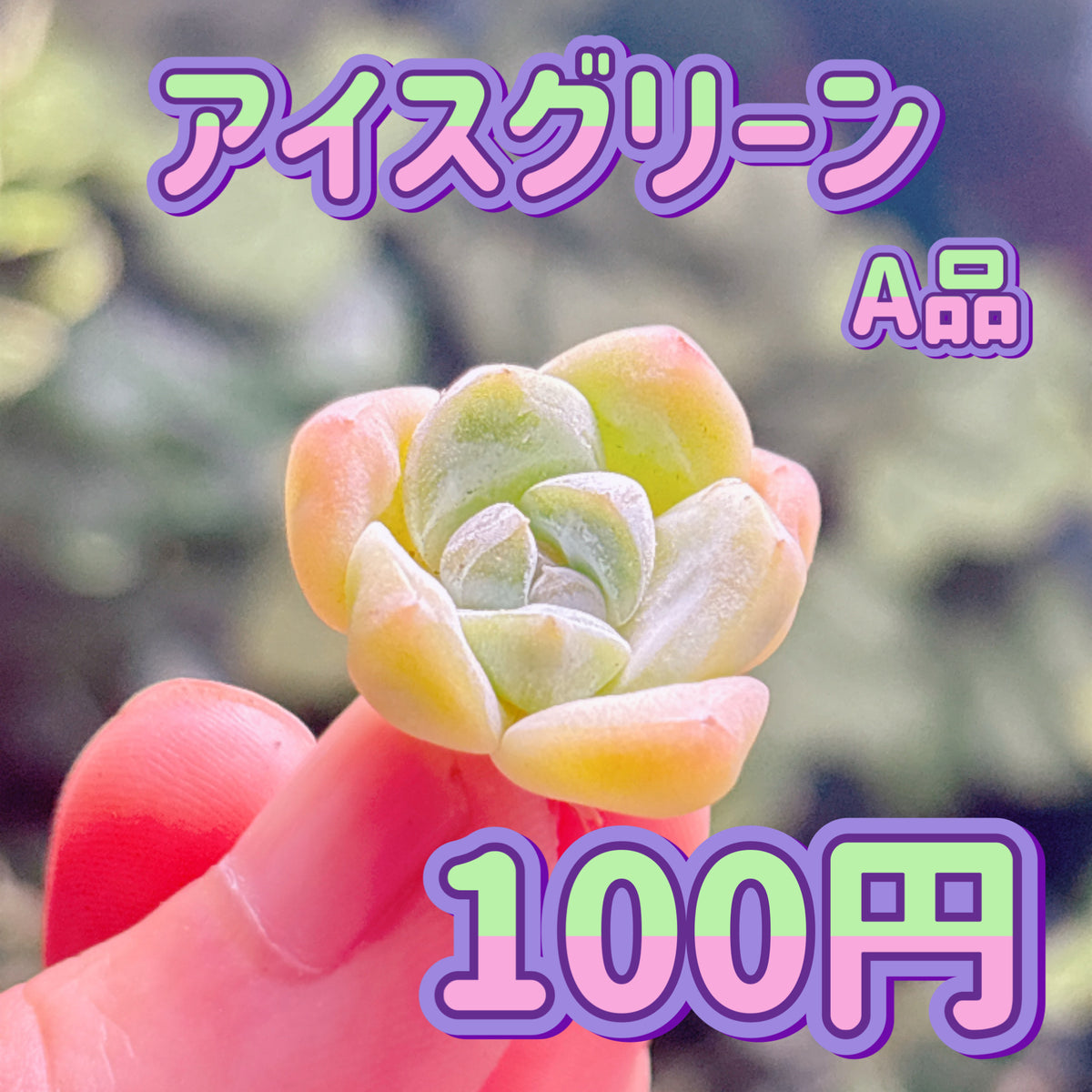 アイスグリーン　A品　カット苗