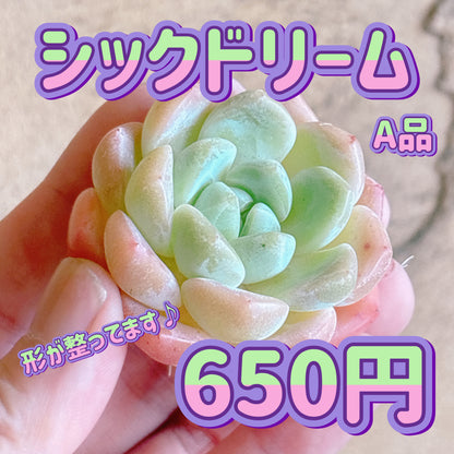 シックドリーム　A品　カット苗