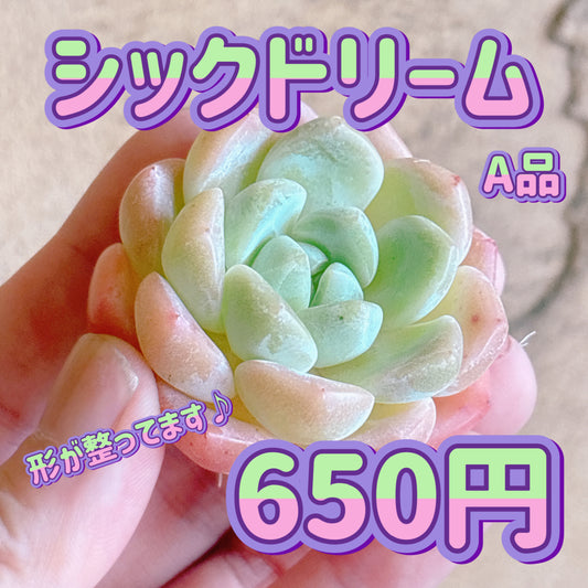 シックドリーム　A品　カット苗