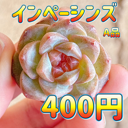 インペーシンズ　A品　カット苗