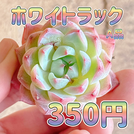 ホワイトラック　A品　カット苗