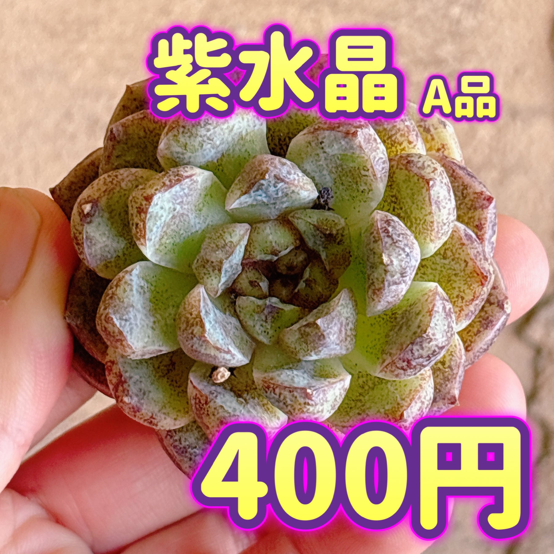 多肉植物の販売・通販サイト | Bull Succulent(ブルサキュレント)