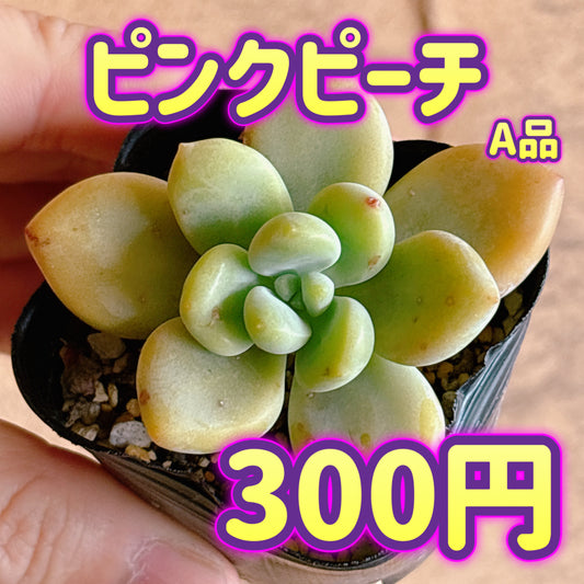 ピンクピーチ　A品　根付き苗