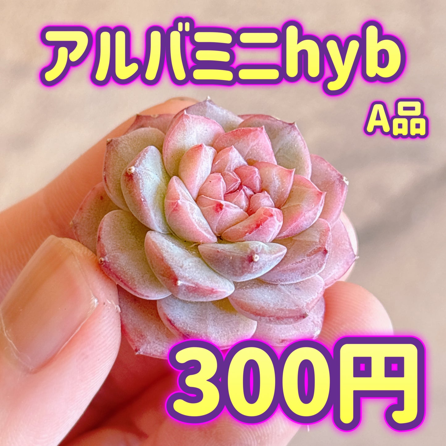 アルバミニhyb　A品　カット苗