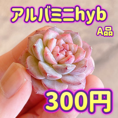アルバミニhyb　A品　カット苗
