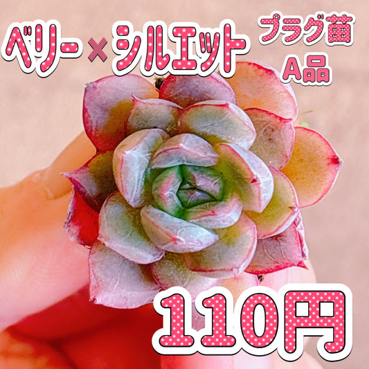 ベリー×シルエット　A品　プラグ苗