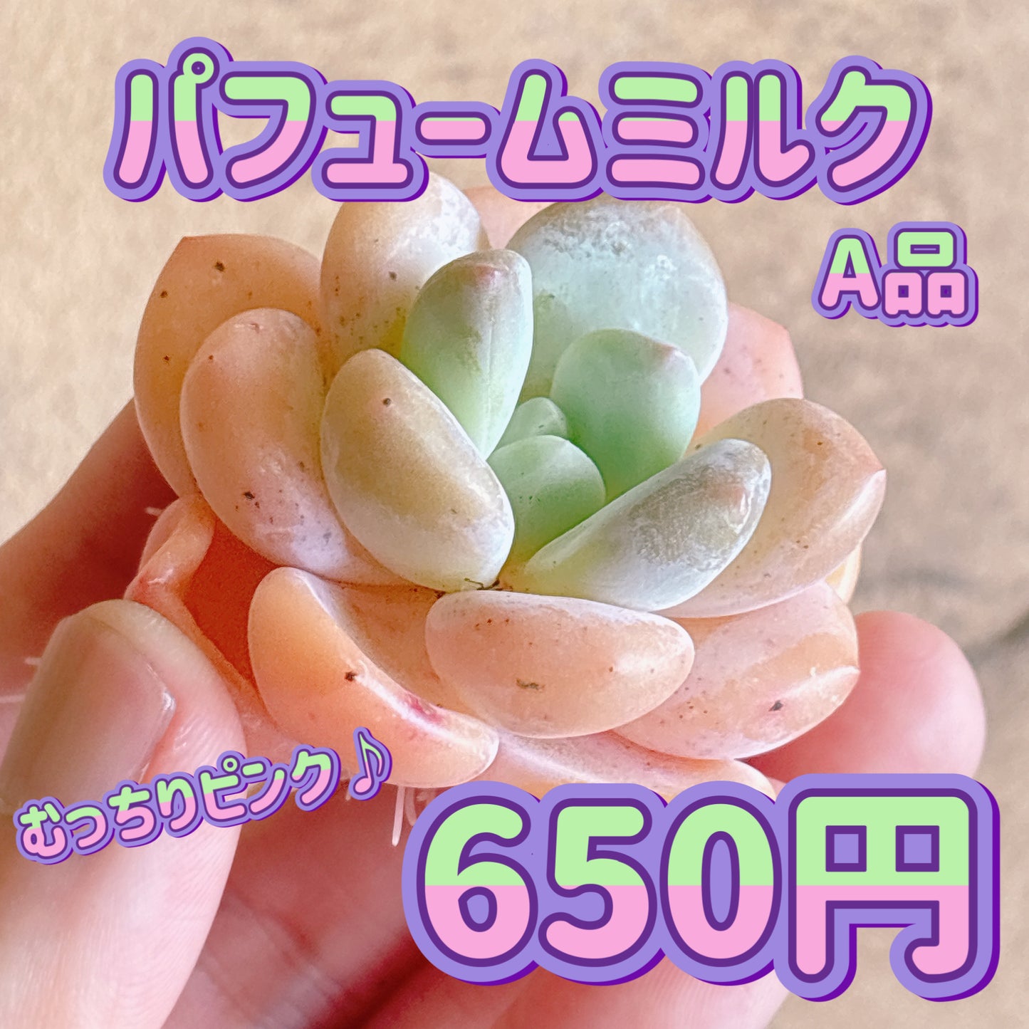 パフュームミルク　A品　カット苗