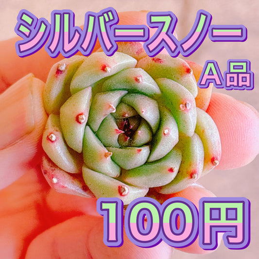 シルバースノー　A品　カット苗