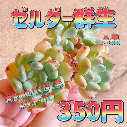 ゼルダー群生　A品　カット苗