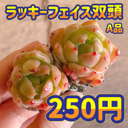 ラッキーフェイス双頭　A品　カット苗