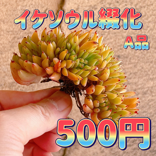 イケソウル綴化　A品　カット苗