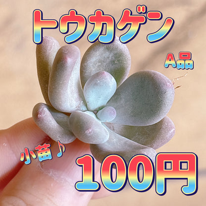 トウカゲン　A品　カット苗