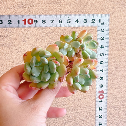 ゼルダー群生　A品　カット苗