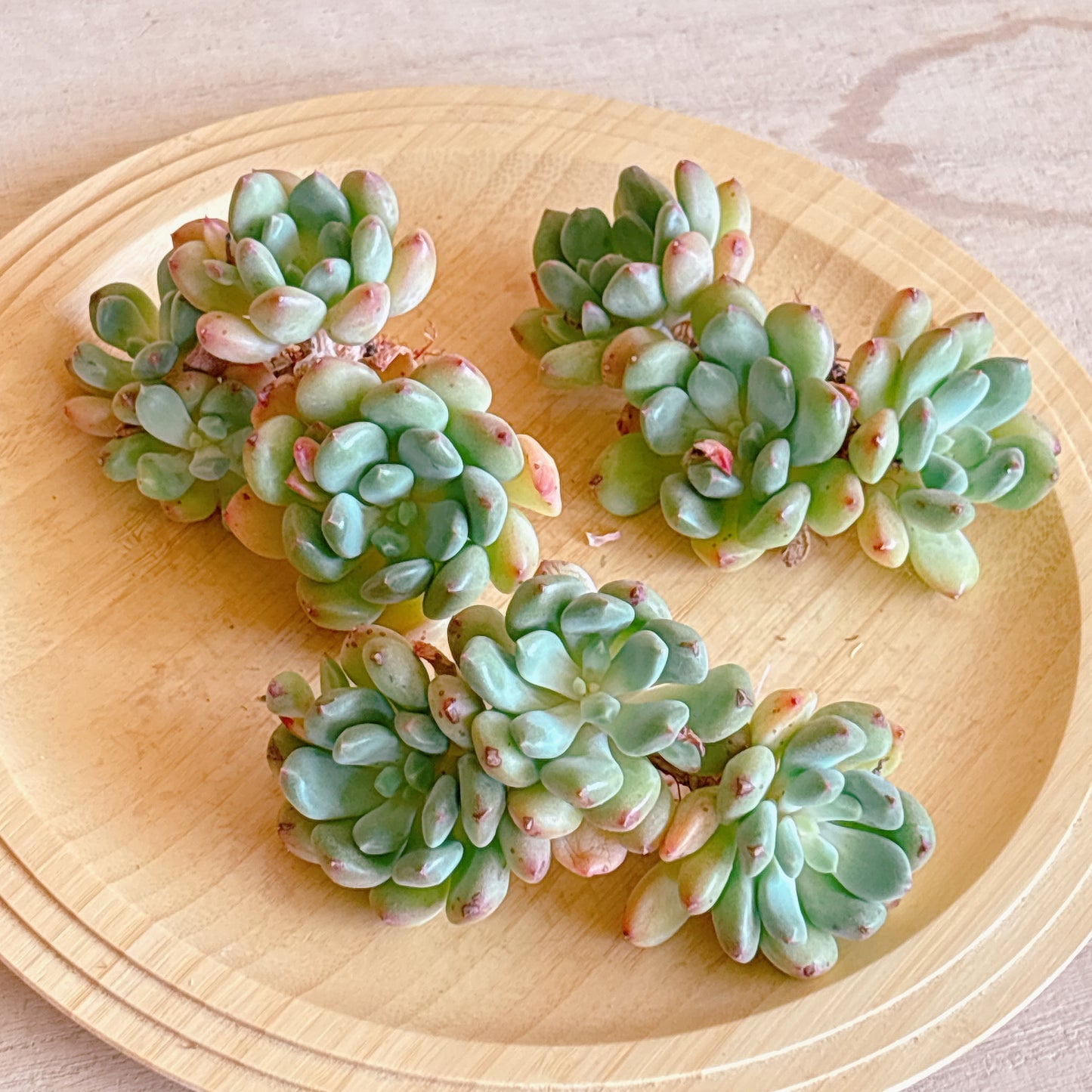ゼルダー群生　A品　カット苗
