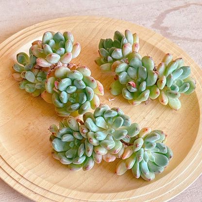 ゼルダー群生　A品　カット苗