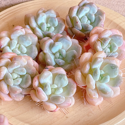 パフュームミルク　A品　カット苗