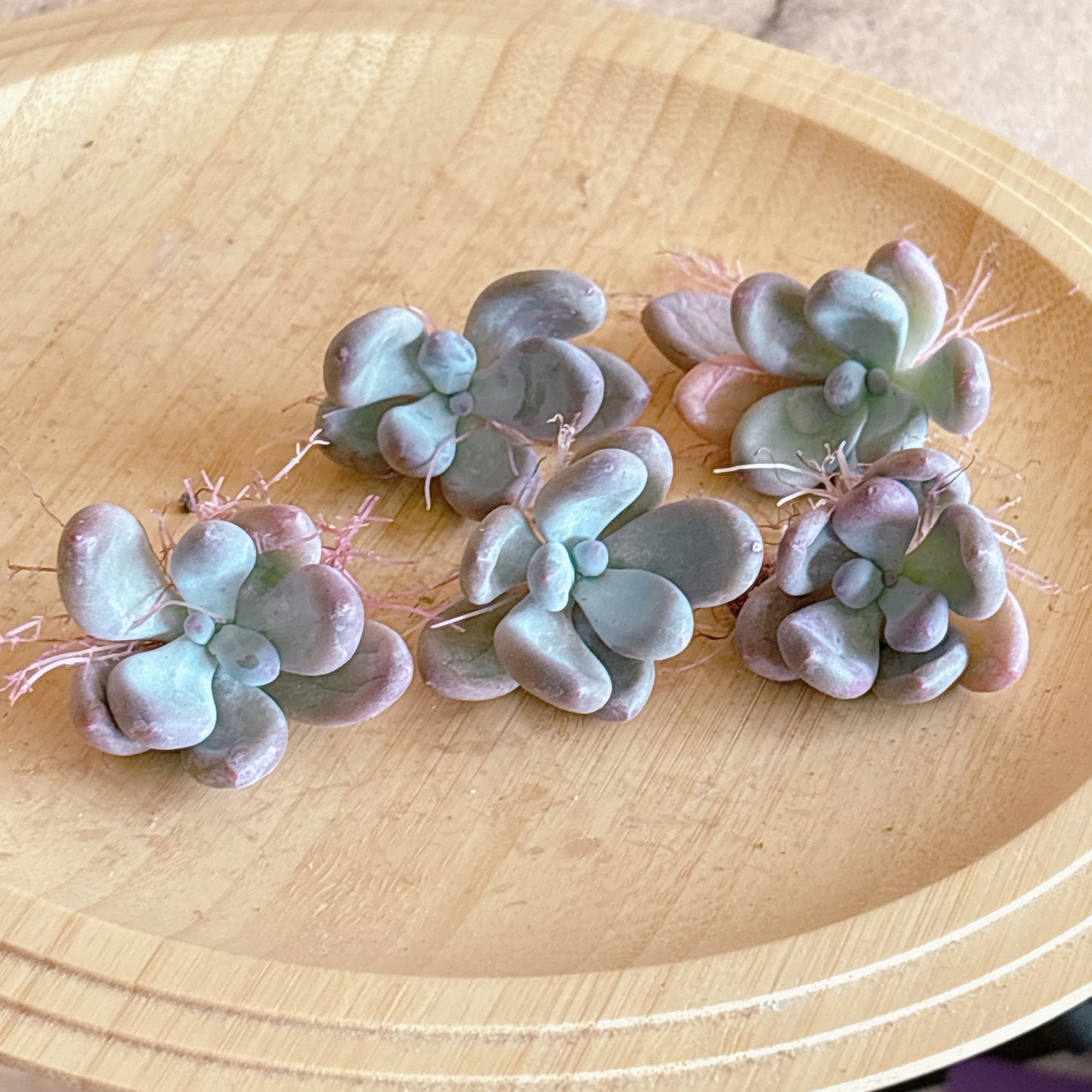 トウカゲン　A品　カット苗