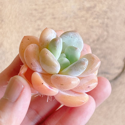 パフュームミルク　A品　カット苗