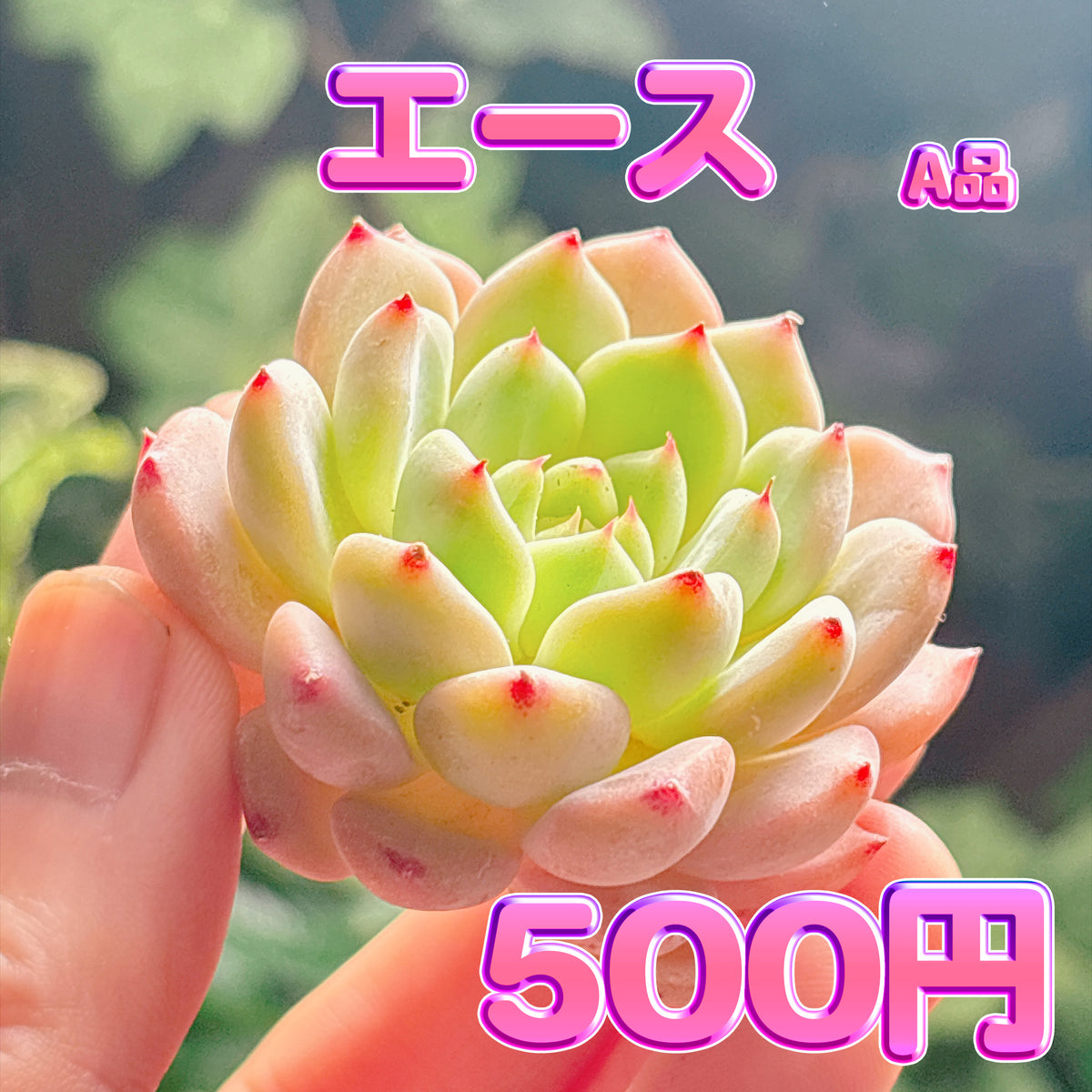 エース　A品　カット苗