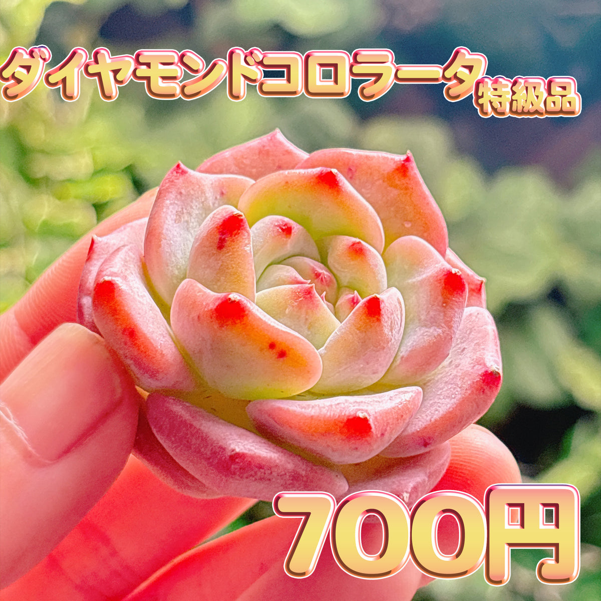 ダイヤモンドコロラータ　特級品　カット苗
