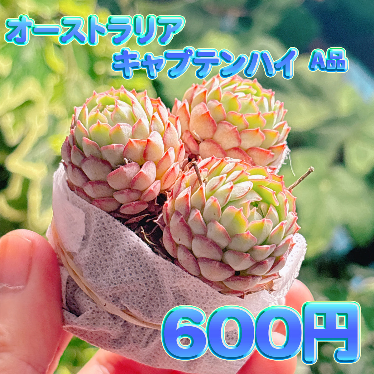 オーストラリアキャプテンハイ　A品　根付き苗