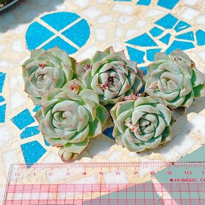 ローズフェアリー A品