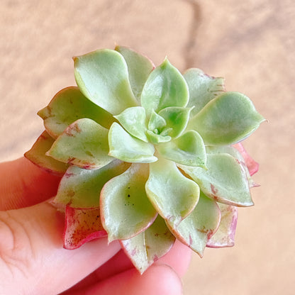 多肉植物