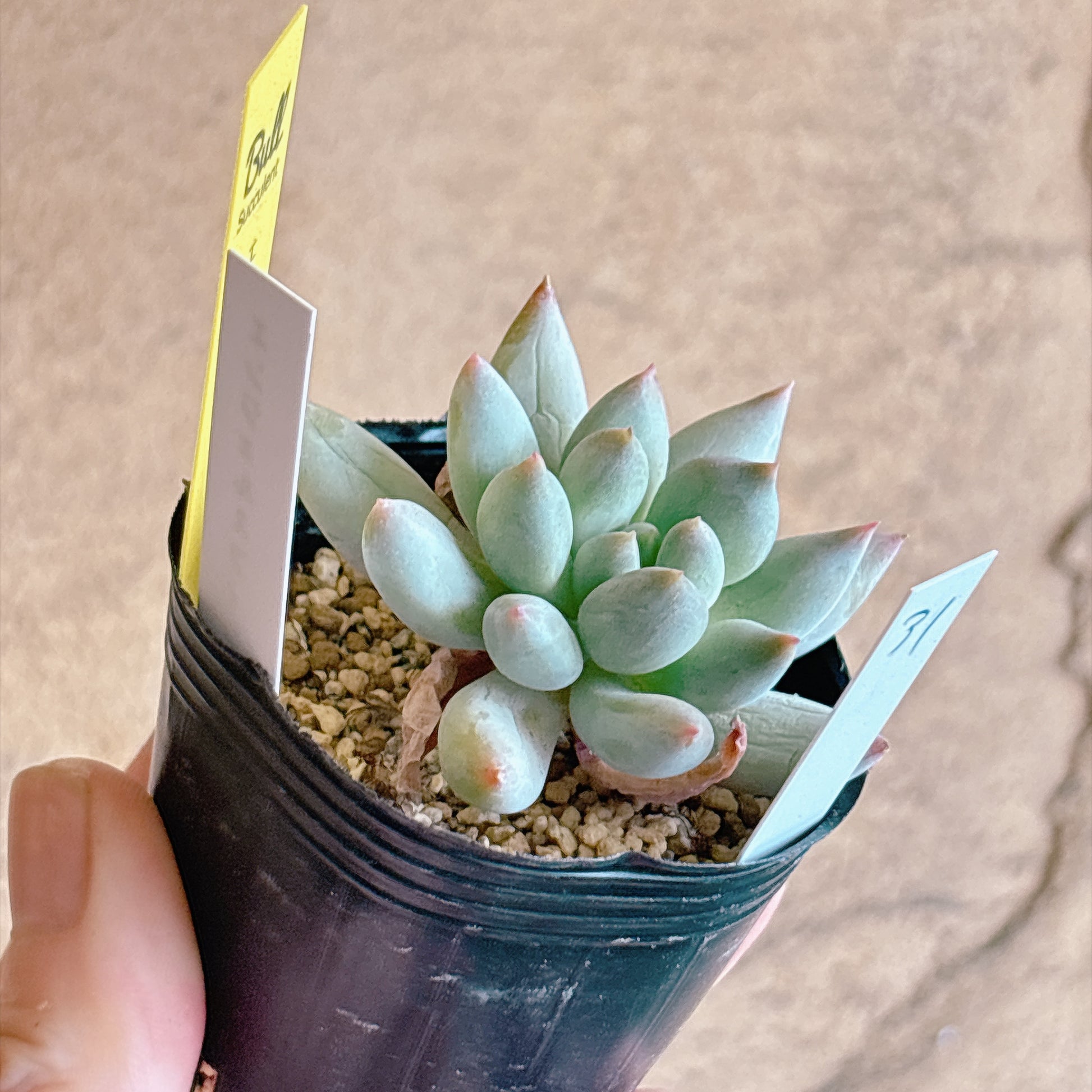 多肉植物