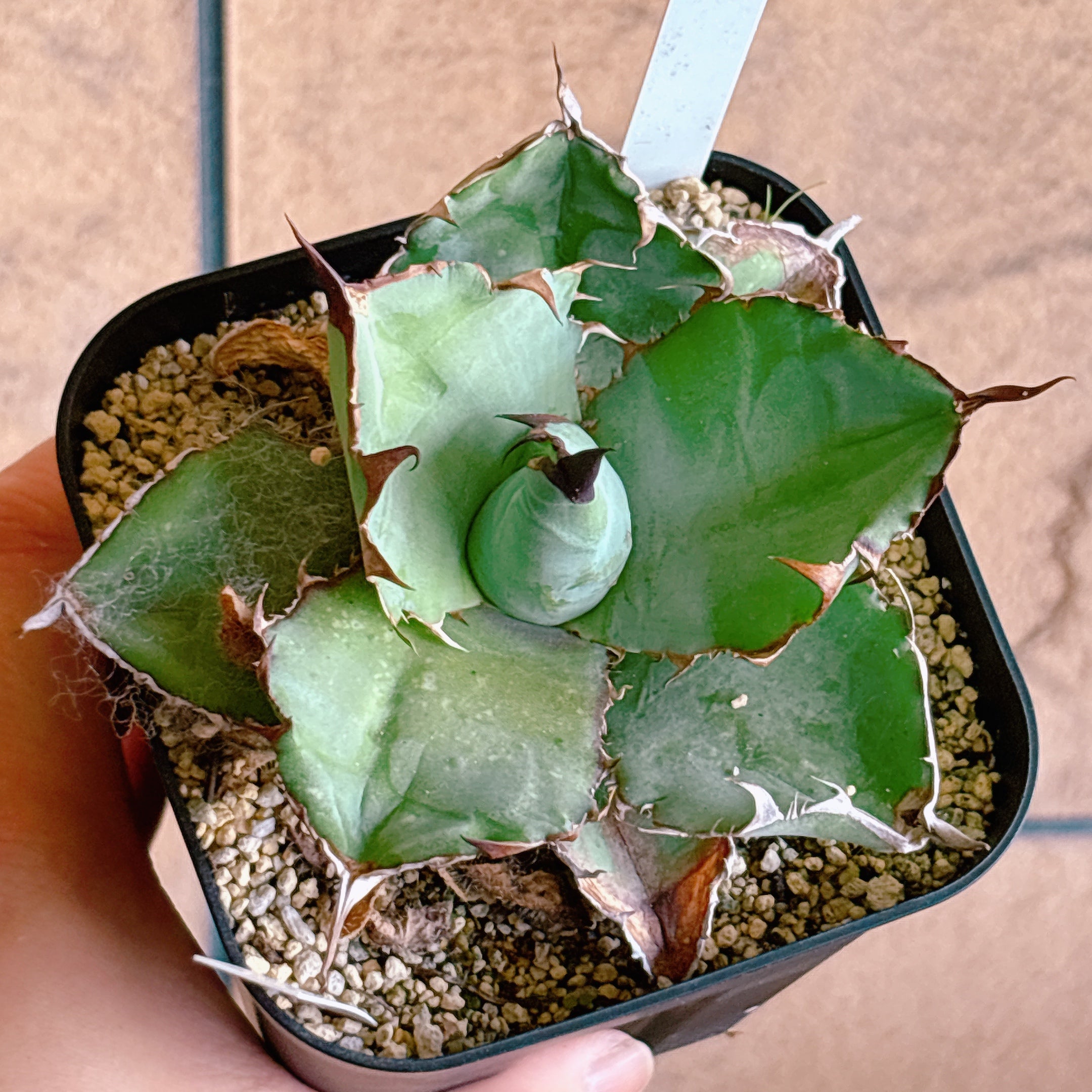 多肉植物の販売・通販サイト | Bull Succulent(ブルサキュレント)